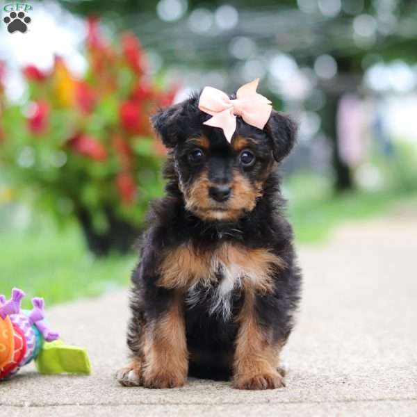 Riot, Yorkie Poo Puppy